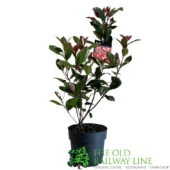 Photinia Fraseri 'Carré Rouge' 2Ltr Pot (NL) 5 Photinia Fraseri 'Carré Rouge' 2Ltr Pot (NL) -Hozelock Store 0000000398517