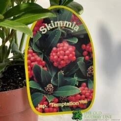 Skimmia Japonica 'Temptation' 2Ltr Pot (NL) -Hozelock Store 0000000398528 2