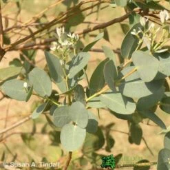 Eucalyptus 'Gunnii' 1.25m Tall (NL)