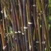 Fargesia Nitida 'Black Pearl' Bamboo 7.5Ltr Pot