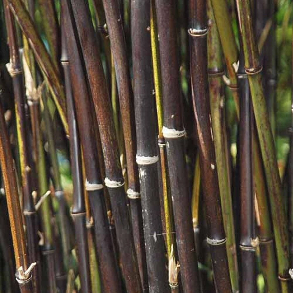 Fargesia Nitida 'Black Pearl' Bamboo 7.5Ltr Pot 1 Fargesia Nitida 'Black Pearl' Bamboo 7.5Ltr Pot