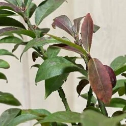 Euonymus Alatus 'Compactus' Plant 4Ltr Pot (NL) -Hozelock Store 00000275 3