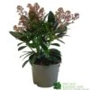 Skimmia Japonica 'Rubella' 1.5Ltr Pot (NL)
