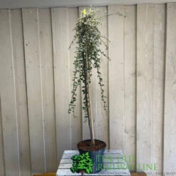 Cotoneaster 'Juliette' 80cm Tall (NL) -Hozelock Store 00000625 2