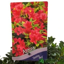 Azalea 'Geisha Red' Plant 3Ltr Pot (NL) -Hozelock Store 00001652 2