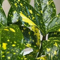 Hozelock Store -Hozelock Store 00002104 3