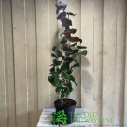 Corylus 'Red Majestic' Hazel Tree 70cm Tall (NL) -Hozelock Store 00002653 2