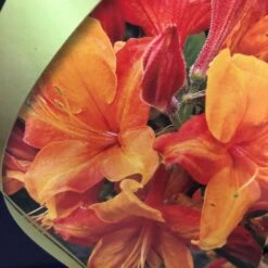 Azalea (Deciduous) 'Golden Eagle' 7.5Ltr Pot (NL) 6 Azalea (Deciduous) 'Golden Eagle' 7.5Ltr Pot (NL) -Hozelock Store 00002759 2