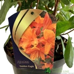 Azalea (Deciduous) 'Golden Eagle' 7.5Ltr Pot (NL) 7 Azalea (Deciduous) 'Golden Eagle' 7.5Ltr Pot (NL) -Hozelock Store 00002759