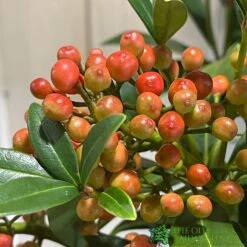 Skimmia Japonica 'Pabella' 4Ltr Pot (NL) -Hozelock Store 00004158 3