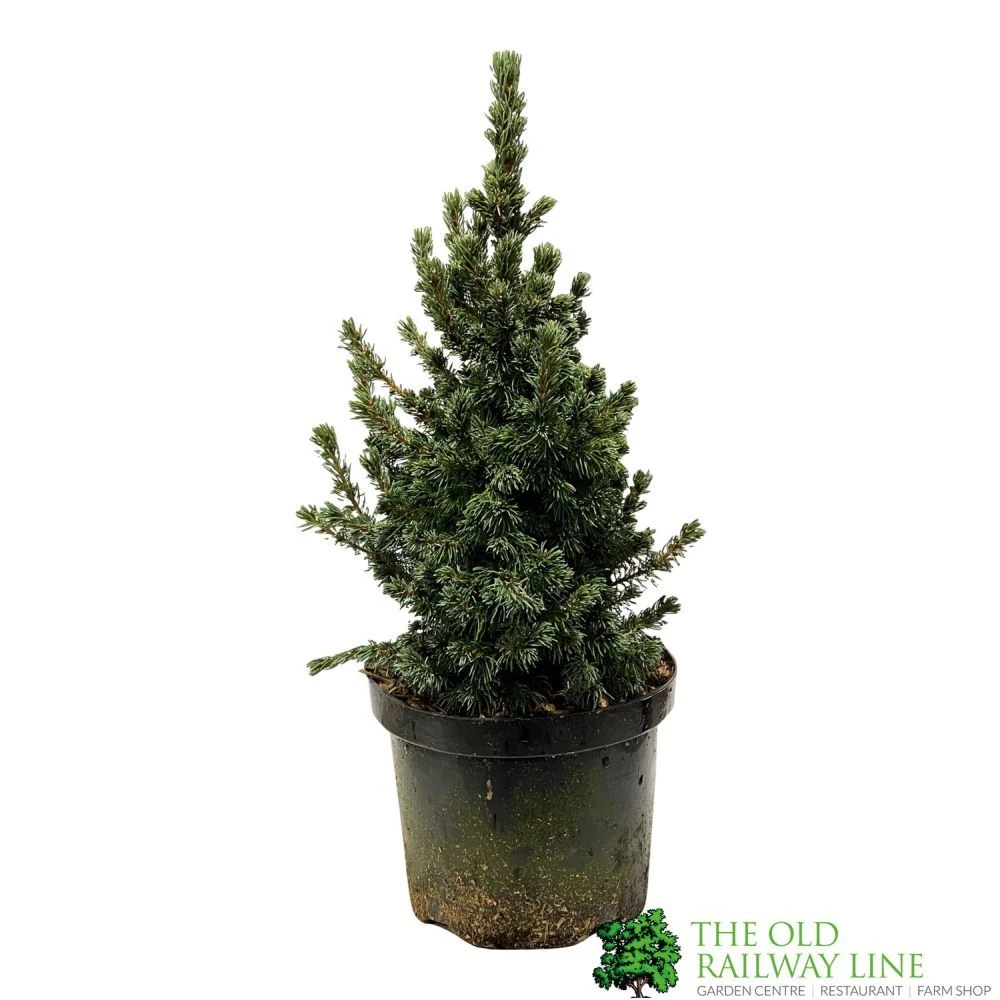 Picea 'Sanders Blue' Spruce Plant 3Ltr Pot (NL) 1 Picea 'Sanders Blue' Spruce Plant 3Ltr Pot (NL)