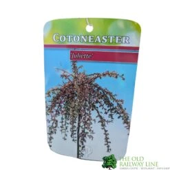 Cotoneaster 'Juliette' 80cm Tall (NL) -Hozelock Store 30001111 1