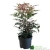 Nandina Domestica 'Obsessed' 2Ltr Pot (NL)