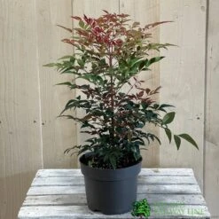 Nandina Domestica 'Obsessed' 2Ltr Pot (NL) 5 Nandina Domestica 'Obsessed' 2Ltr Pot (NL) -Hozelock Store 30002508 2