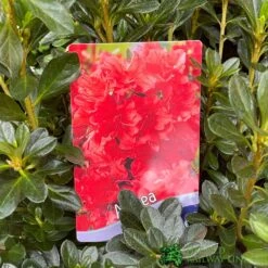 Azalea 'Geisha Orange' 3Ltr Pot (NL) 5 Azalea 'Geisha Orange' 3Ltr Pot (NL) -Hozelock Store 30008869 5b9b6a4d 2eef 4de9 a7d5 74d146507ae8