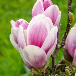 Magnolia 'Satisfaction' Tree 60cm Tall (NL) -Hozelock Store 30136615 2 1