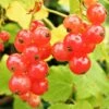 Redcurrant 'Jonkheer Van Tet' Fan Trellis 4Ltr Pot