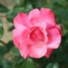 Whartons 'Galway Bay' Pink Climbing Rose 4Ltr Pot