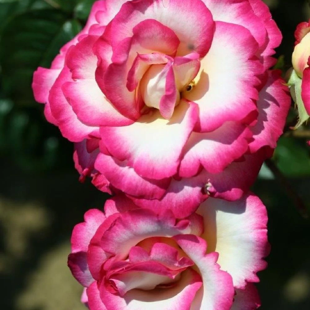 Pink Climbing Rose 'Handel' 4Ltr Pot 1 Pink Climbing Rose 'Handel' 4Ltr Pot