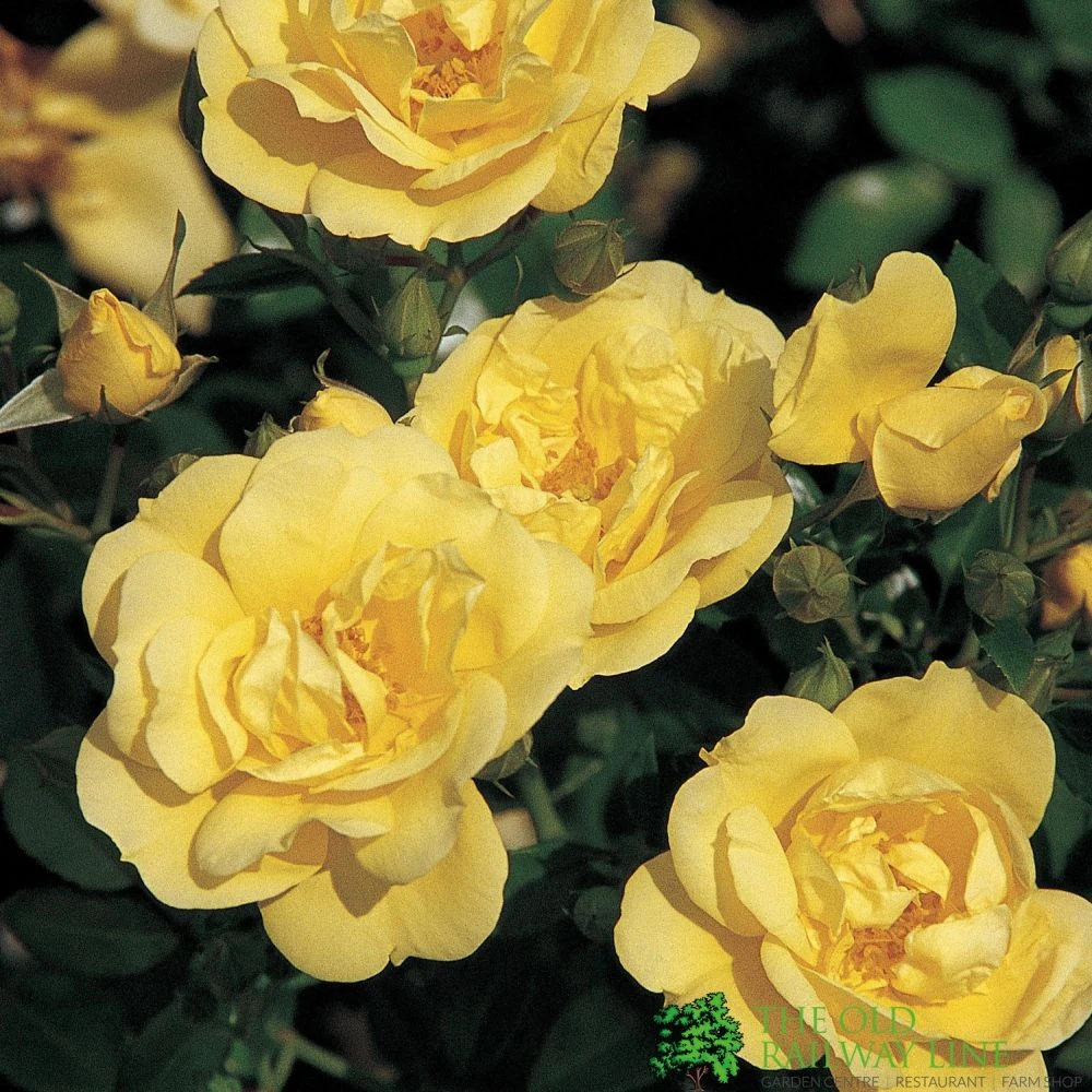 Whartons 'Flower Carpet Gold' Standard Rose 7.5Ltr Pot 1 Whartons 'Flower Carpet Gold' Standard Rose 7.5Ltr Pot