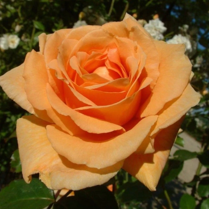 Orange Shrub Rose 'Raymond Carver' 4Ltr Pot 1 Orange Shrub Rose 'Raymond Carver' 4Ltr Pot