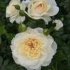 Cream Shrub Rose 'Queens Jubilee' 4Ltr Pot
