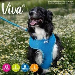 Ancol Viva Blue Comfort Mesh Dog Harness 6 Ancol Viva Blue Comfort Mesh Dog Harness -Hozelock Store 5016646185174 3 3de1d477 8986 4f5a 83bb 9a005539bf5a