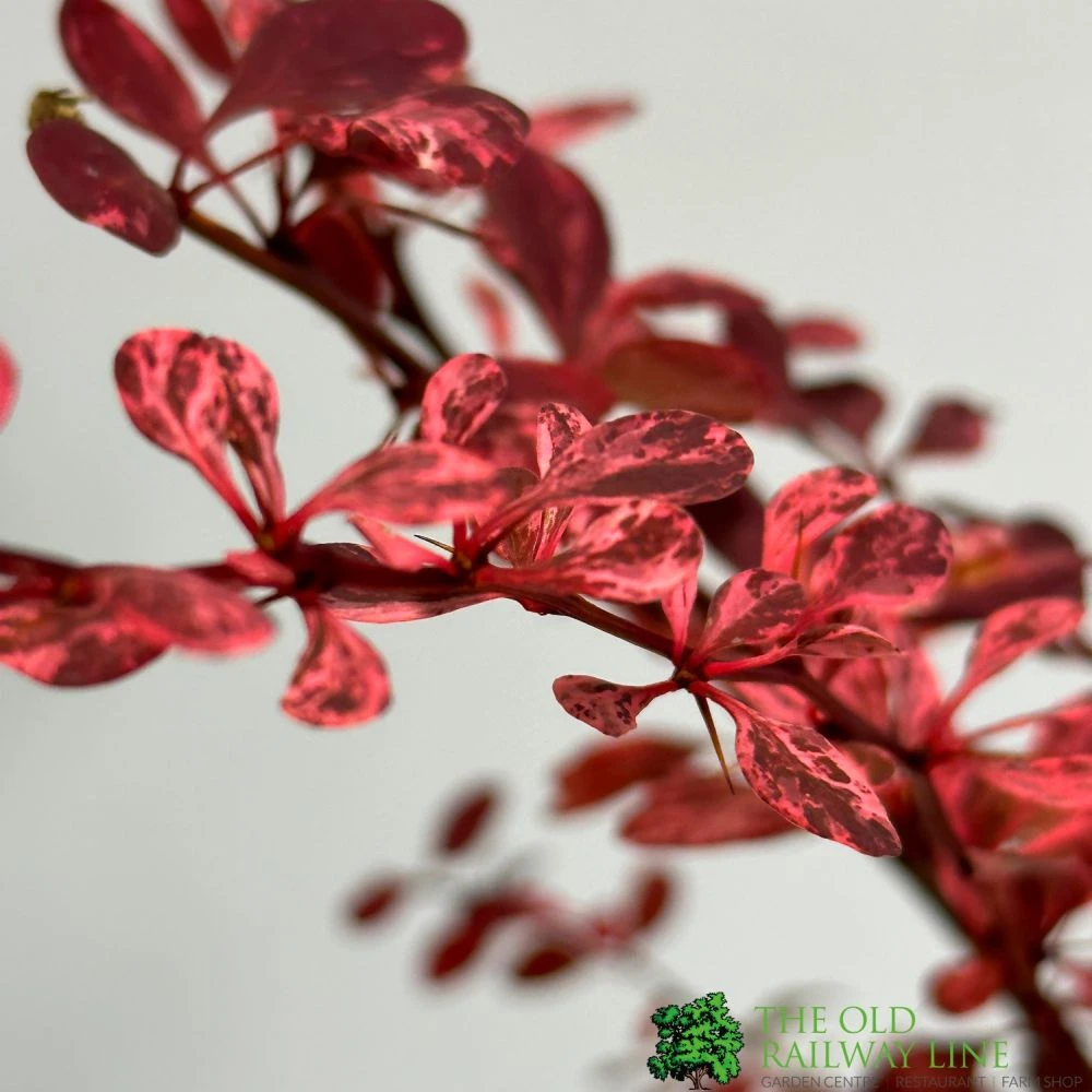 Berberis Thunbergii Atropurpurea 'Harlequin' 3Ltr Pot 2 Berberis Thunbergii Atropurpurea 'Harlequin' 3Ltr Pot - Image 2