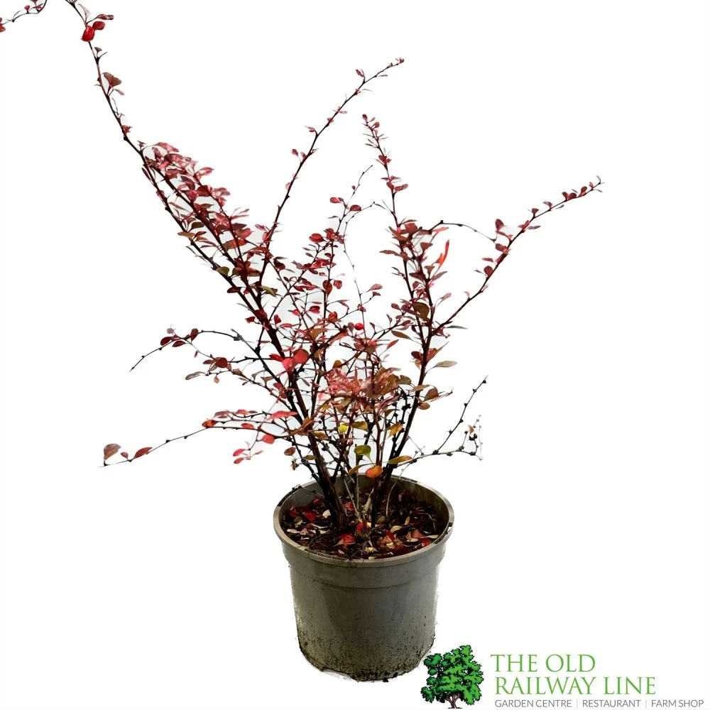 Berberis Thunbergii Atropurpurea 'Harlequin' 3Ltr Pot 1 Berberis Thunbergii Atropurpurea 'Harlequin' 3Ltr Pot
