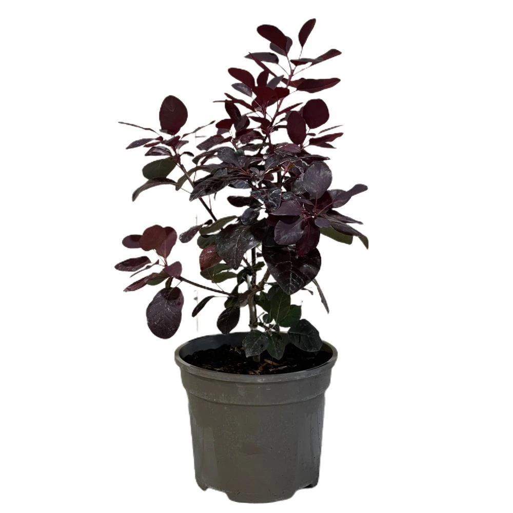 Cotinus 'Royal Purple' Smoke Tree 3 Ltr Pot 1 Cotinus 'Royal Purple' Smoke Tree 3 Ltr Pot