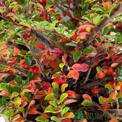 Cotoneaster Horizontalis Plant 3Ltr Pot -Hozelock Store 5019756161533 3