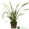 Phormium 'Yellow Wave' Flax 3Ltr Pot