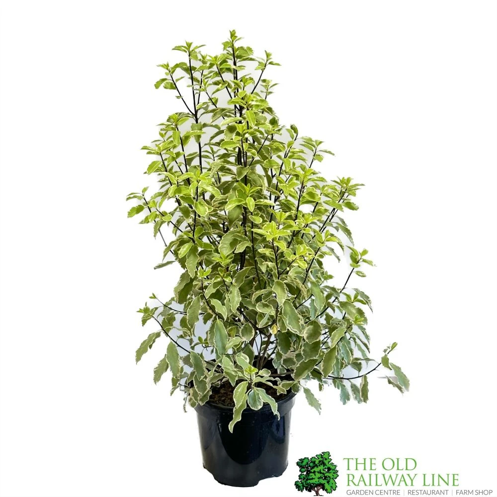 Pittosporum 'Golden King' 3Ltr 1 Pittosporum 'Golden King' 3Ltr