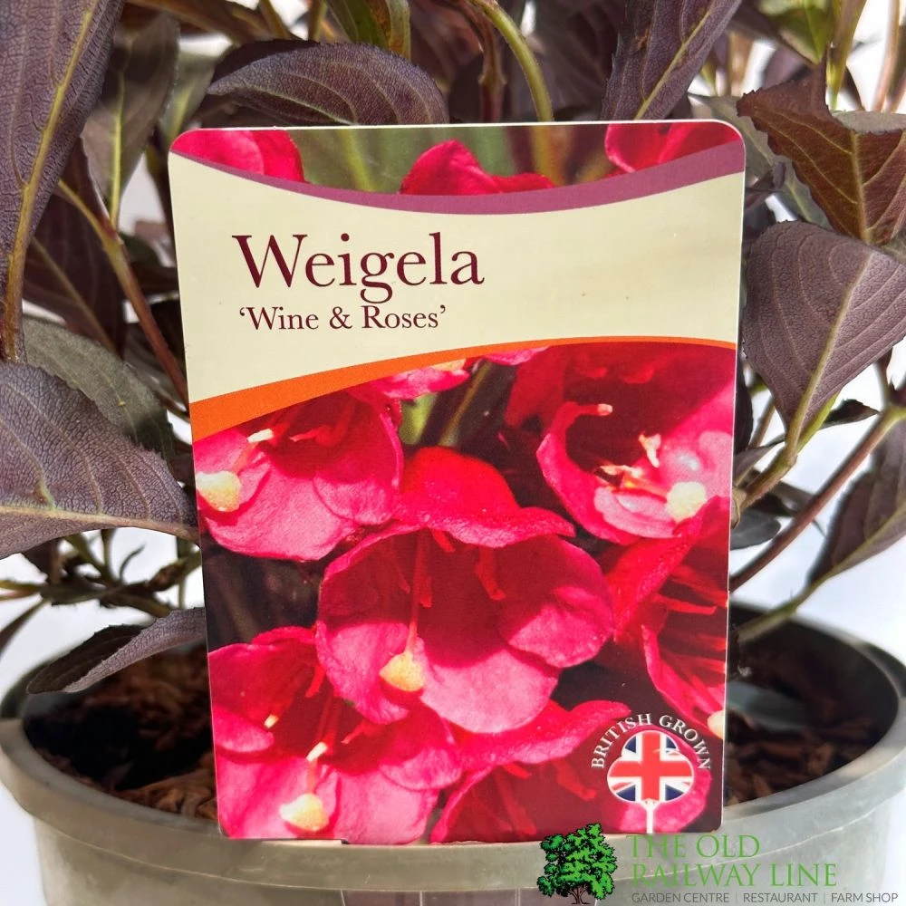 Weigela 'Wine & Rose' Plant 3Ltr Pot 1 Weigela 'Wine & Rose' Plant 3Ltr Pot