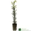 Ceanothus 'Lemon And Lime' Plant 3Ltr Pot