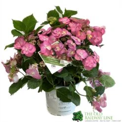 Hydrangea 'Cotton Candy' 5Ltr Pot