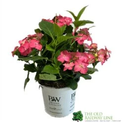 Hydrangea 'Strawrberry And Cream' 5 Ltr Pot