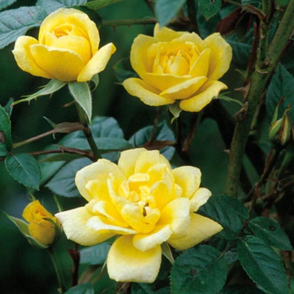 Yellow Miniature Climbing Rose 'Laura Ford' 3Ltr Pot 1 Yellow Miniature Climbing Rose 'Laura Ford' 3Ltr Pot