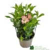 Alstroemeria 'Summer Break' 3Ltr Pot