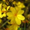 Jasminum Nudiflorum Winter Jasmine 3Ltr Pot