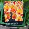 Alstroemeria 'Summer Breeze' Peruvian Lily 3Ltr Pot
