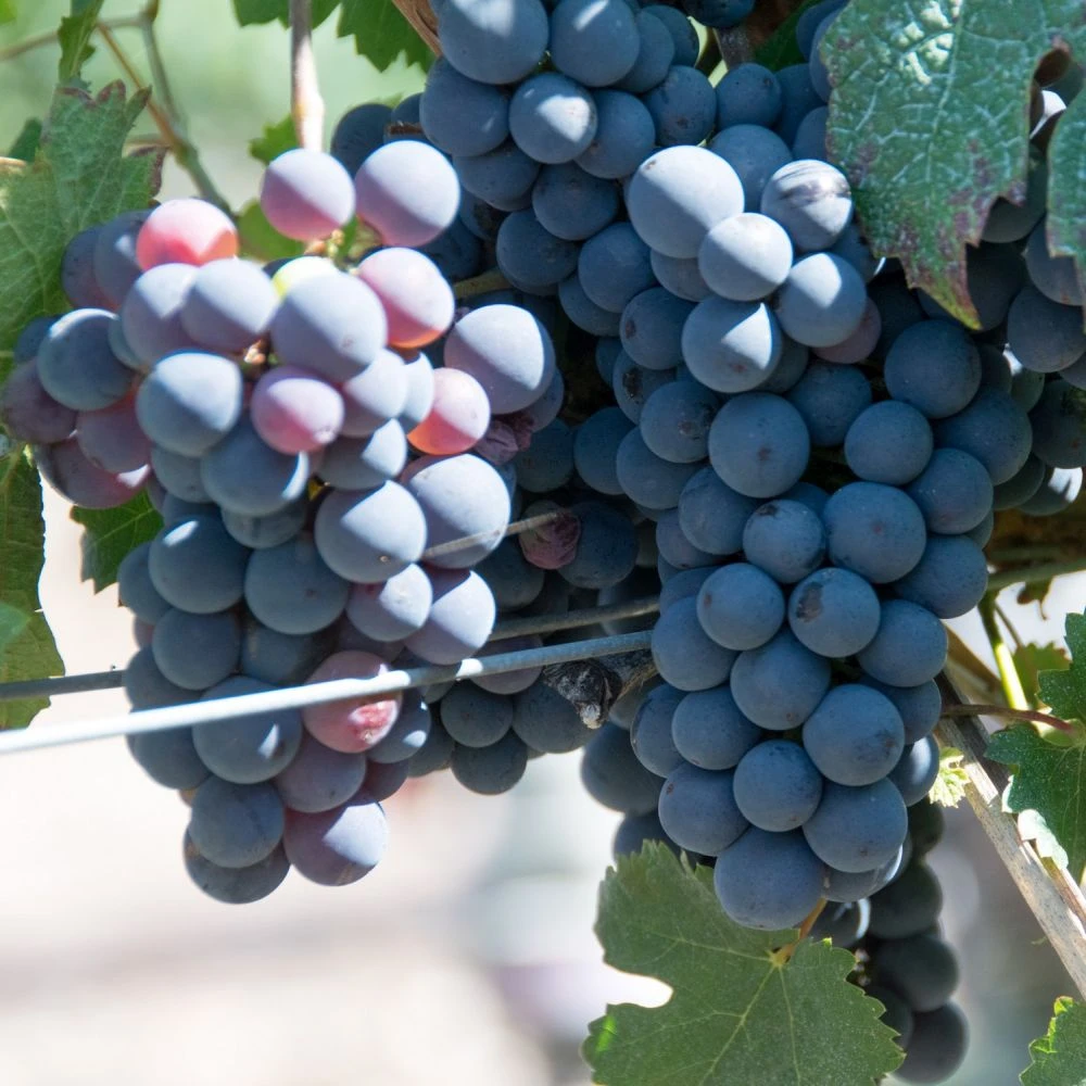 Grape Vine 'Cabernet Franc' 1.5Ltr Pot 1 Grape Vine 'Cabernet Franc' 1.5Ltr Pot