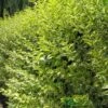 Ligustrum Ovalifolium 'Aureum' Privet 80cm Tall (IT)