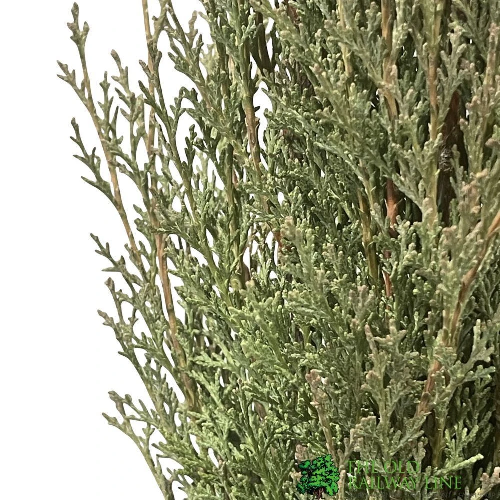 Cupressus Sempervirens 'Totem' Conifer 1.5m Tall (IT) 2 Cupressus Sempervirens 'Totem' Conifer 1.5m Tall (IT) - Image 2