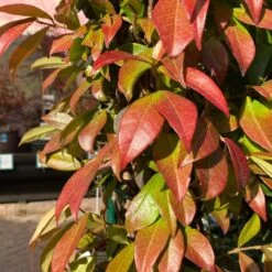 Trachelospermum Jasminoides Arch Trained Jasmine Climber 18Ltr Pot -Hozelock Store 5021768019641 2