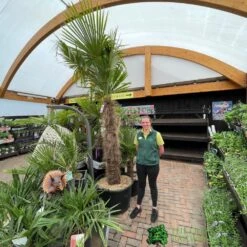 Trachycarpus Fortunei Chusan Palm Tree 3m Tall -Hozelock Store 5021768025277 3