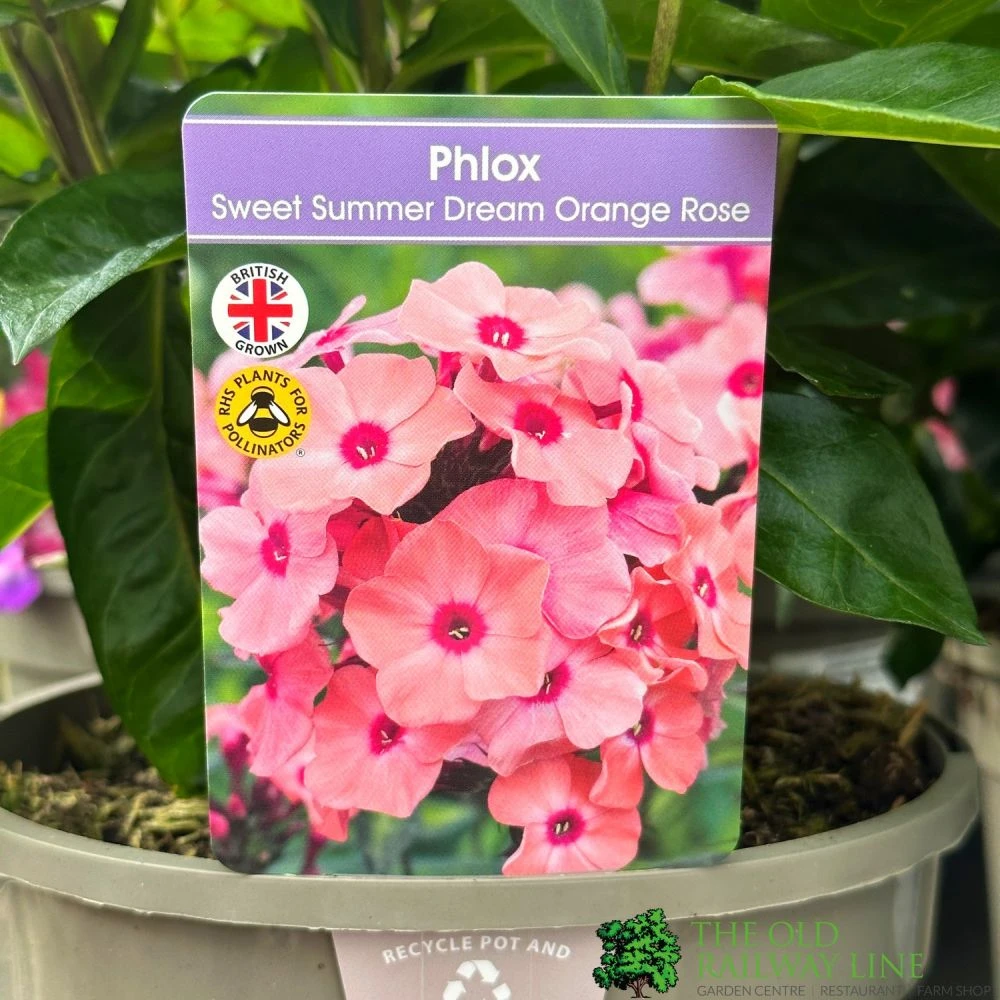 Phlox 'Sweet Summer Dream Orange Rose' 3Ltr Pot 1 Phlox 'Sweet Summer Dream Orange Rose' 3Ltr Pot