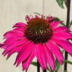 Echinacea 'Sensation Pink' Plant 2 Ltr Pot 5 Echinacea 'Sensation Pink' Plant 2 Ltr Pot -Hozelock Store 5021768069202 3