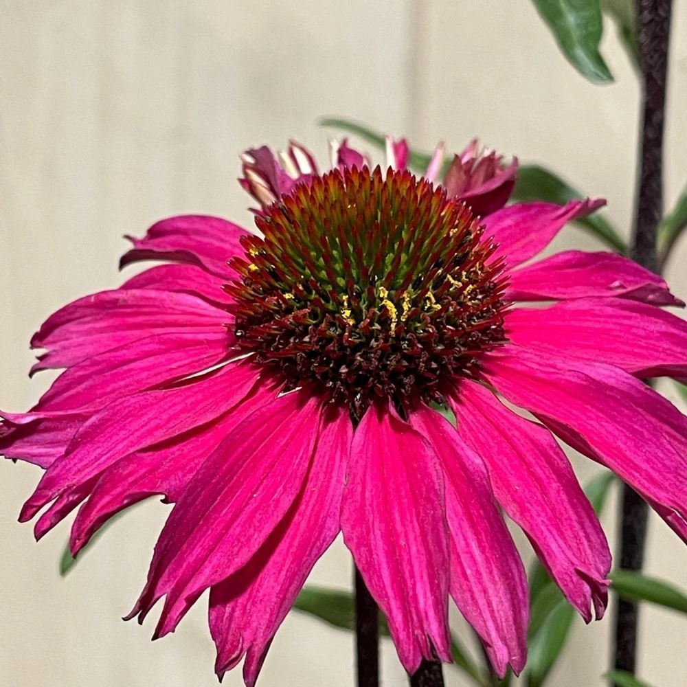 Echinacea 'Sensation Pink' Plant 2 Ltr Pot 3 Echinacea 'Sensation Pink' Plant 2 Ltr Pot - Image 3