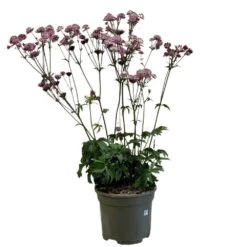 Astrantia 'Star Of Love' Plant 3 Ltr
